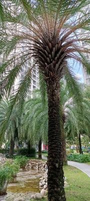 BÁN CH VINHOMES GRAND PARK 2PN TÒA TRUNG TÂM S5