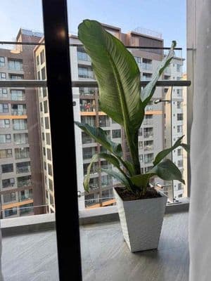 🎉 Sổ Sẵn Full NT CH 80m Chỉ 4.7tỷ View Hồ Bơi tại Akari Bình Tân TPHCM