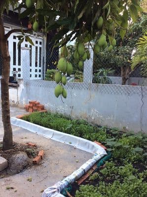 Nhà vườn rộng 200 m2 (5 x 40), gần RMIT / Phú Mỹ Hưng, TPHCM, giá mềm.
